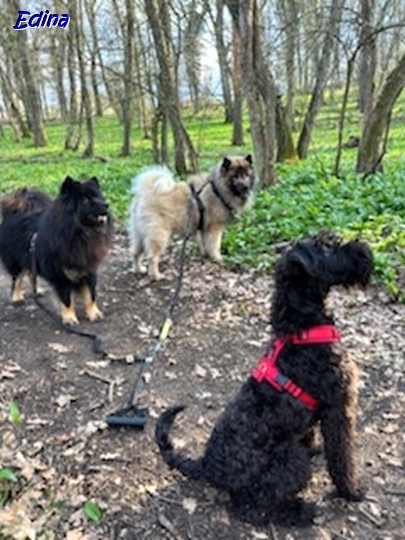 25.3.2025 - Dwix, Herkules und Howard im Bärlauchtal